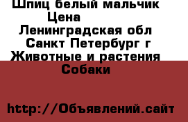 Шпиц белый мальчик › Цена ­ 20 000 - Ленинградская обл., Санкт-Петербург г. Животные и растения » Собаки   